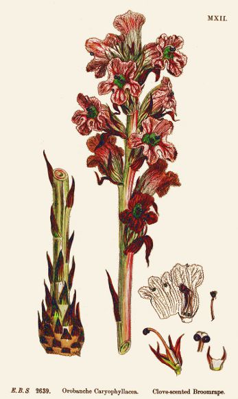 Image:Orobanche_caryophyllacea.jpg