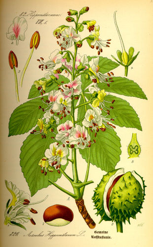 Image:Aesculus_hippocastanum.jpg