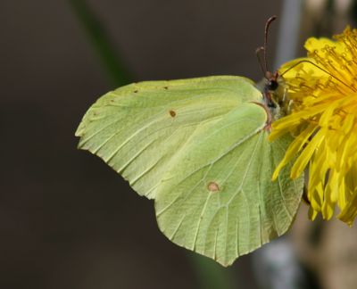 Citron Gonepterix rhamni male 2 Nicolas MacaireBR.jpg