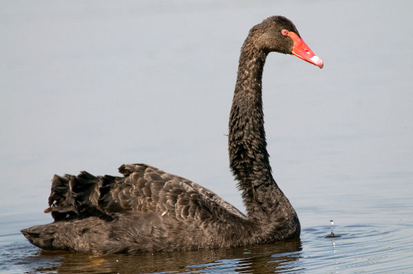 Cygne noir Cygnus atratus JJ Carlier 2120 BR.jpg