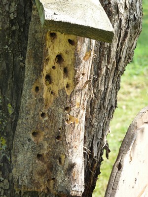 Hotel à insectes troncs.JPG