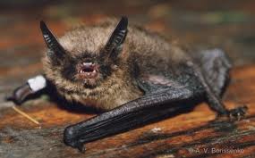 Myotis brandtii.jpg