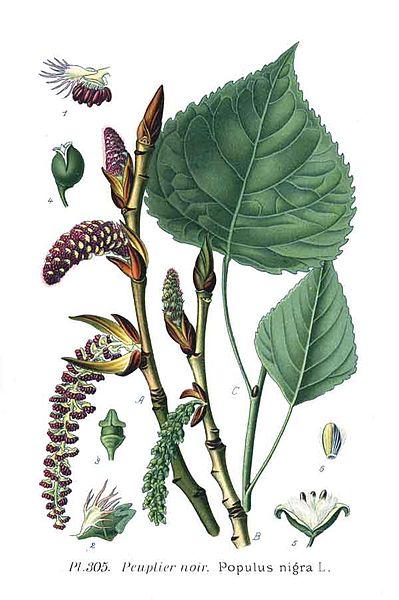 Image:Populus_nigra.jpg