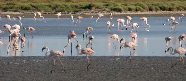 Flamants roses Phoenicopterus roseus 13 Nicolas MacaireBR.jpg