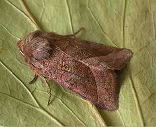 Hydraecia micacea.jpg