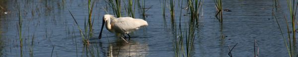 Platalea leucorodia Donana 7 Nicolas MacaireBR.jpg