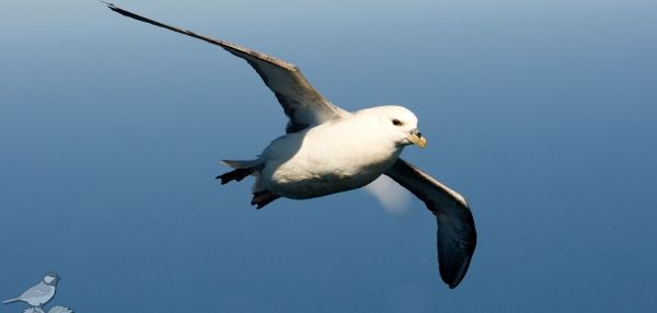 Image:Fulmar_Boreal_1_Erwan_GlemarecBR.JPG