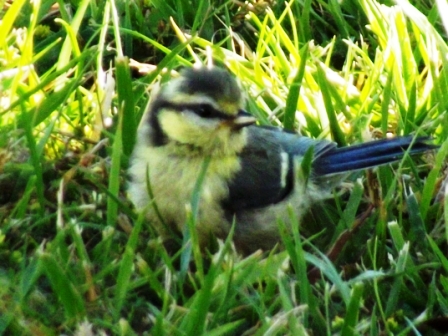 Jeune mésange bleu juin 2015 (2).JPG