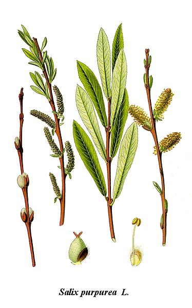 Image:Salix_purpurea.jpg