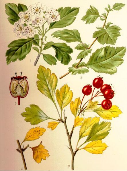 Image:Crataegus_monogyna.jpg