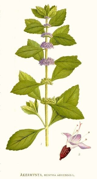 Image:Mentha_arvensis.jpg