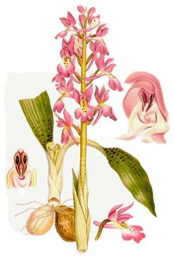 Orchis mascula.jpg