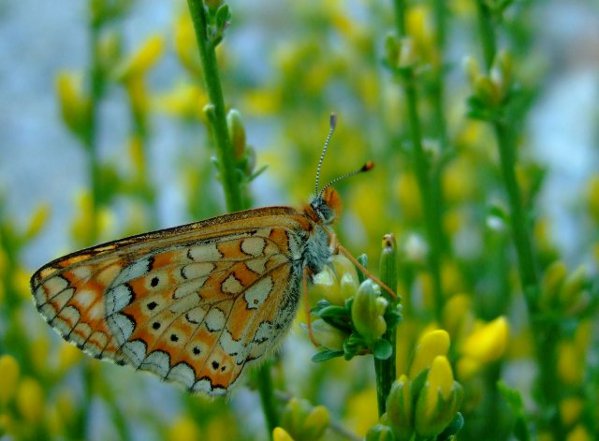 Image:Damier_de_la_succise_Euphydryas_aurinia_Cedric_Mroczko.JPG