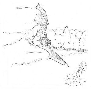 Image:Dessin_ch-souris_vol_1_LPO_BR.jpg