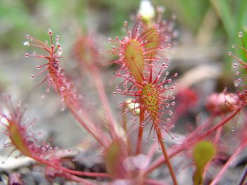 Drosera rotundifolia 1 Gilles BentzBR.jpg