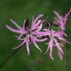 Image:Lychnis_flos-cuculi_3_Nicolas_Macaire_BR.jpg