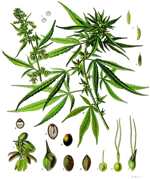 Cannabis sativa.jpg