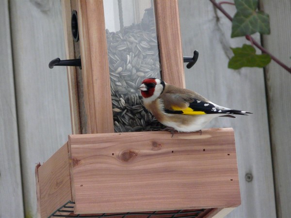 Image:Mésange_charbonnière_009.JPGImage:Chardonnerets_005.JPG