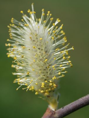 Chaton de saule 2 Nicolas MacaireBR.jpg