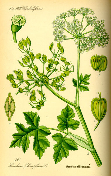 Image:Heracleum_sphondylium.jpg