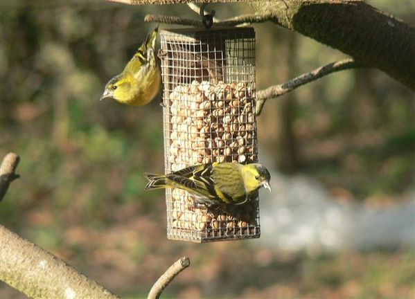 Tarins des aulnes Carduelis spinus Renee Comsa BR.JPG