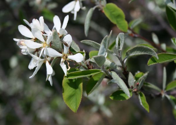 Image:Amelanchier_ovalis.jpg