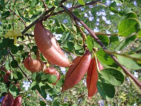 Colutea arborescens.jpg