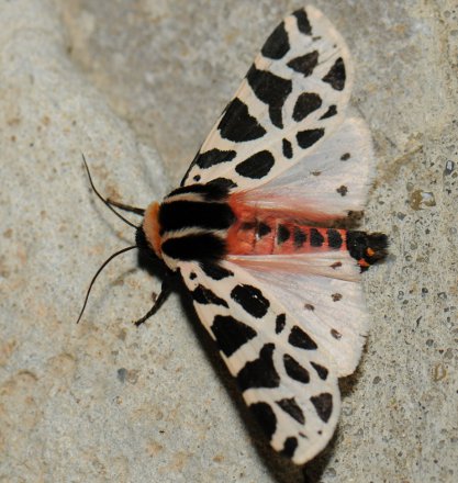 Image:Cymbalophora_pudica.jpg