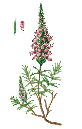 Erica vagans Veronique Gauduchon LPO Vienne.jpg