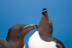 Petit pingouin RSPB images 1052706.jpg