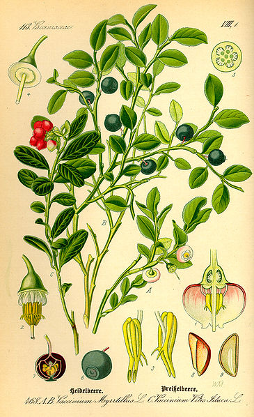 Image:Vaccinium_myrrtillus.jpg