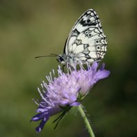 Image:Demi_deuil_Melanargia_galathea_scabieuse_Nicolas_Macaire4325_BR.jpg