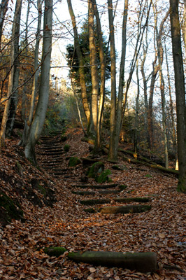 Escalier-forêt.jpg