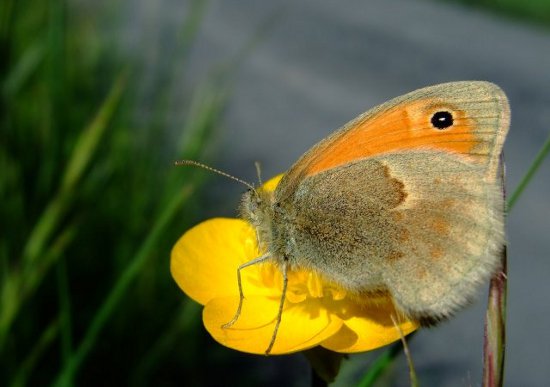 Image:Procris_Coenonympha_pamphilus_Cedric_Mroczko.JPG