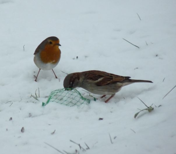 Rouge Gorge Andlau Hiver 2014.JPG