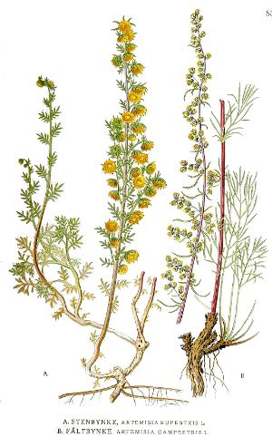 Image:Artemisia_campestris.jpg