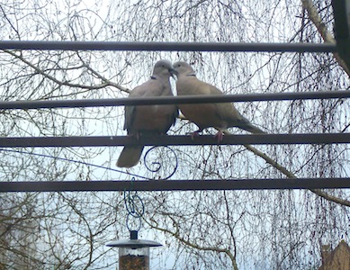 Calin-Tourterelles-Evelyne.JPG