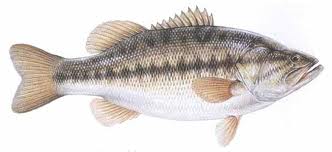 Image:Micropterus_salmoides.jpg