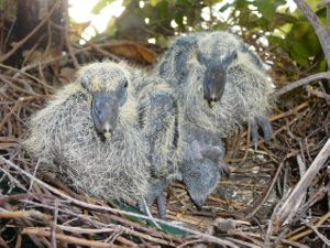 Image:Pigeon_ramier_juv_2_Nathalie_Benoist_BR.JPG