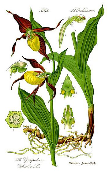 Cypripedium calceolus.jpg