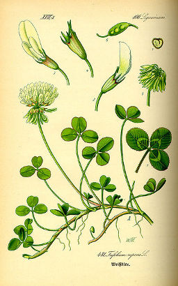 Trifolium repens.jpg