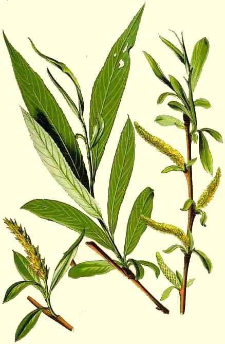 Image:Salix_sepulcralis.jpg