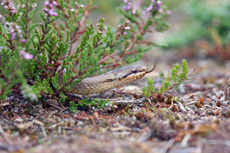 Image:Coronelle_lisse_RSPB_images_1048441.jpg