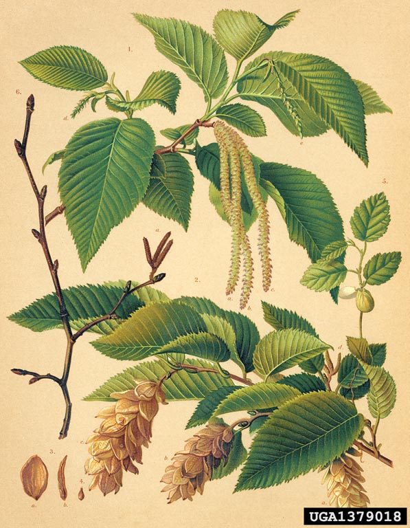 Image:Ostrya_carpinifolia.jpg