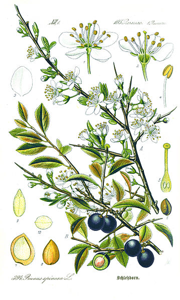 Prunus spinosa.jpg