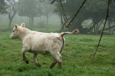 Vache-dans-les-vergers.jpg