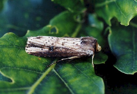 Axylia putris.jpg