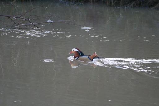 Canard mandarin Aix galericulata Jeanine Grandjean.jpg