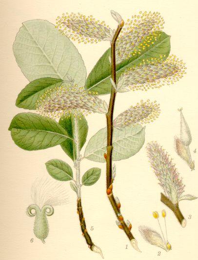 Salix cinerea.jpg