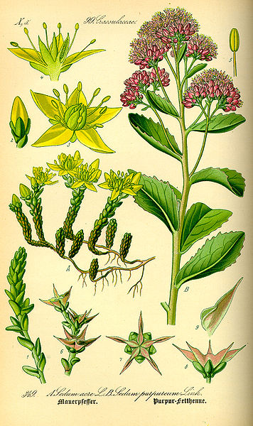 Image:Sedum_reflexum.jpg